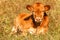 Young calf. Bulls on pasture in Czech Republic - Europe. Beef production. Cattle breeding on the farm