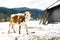 Young calf chewing hay standing next to a barn in winter in the village.