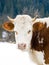 Young calf chewing hay standing next to a barn in winter in the village.