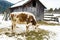 Young calf chewing hay standing next to a barn in winter in the village.