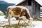 Young calf chewing hay standing next to a barn in winter in the village.