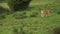 A Young calf child walks through a meadow with fresh green grass to a cow herd.