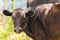 Young calf close-up in the Caucasus