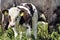 Young calf cow in nature