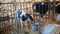 Young calf in cowshed on dairy farm. Agriculture industry, farming and animal husbandry. Young black and white calf at dairy farm.