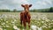 Young calf in daisy field, serene nature scene with farm cow on a sunny summer day