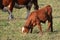 Young calf eating