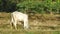 Young calf is eating grass