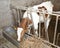 Young calf while eating the straw