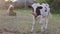 A young calf eats fresh juicy grass on a sunny summer day. Farming, cattle breeding. The cow feeds on hay in the pasture