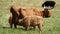 Young calf feeding with highland cow