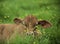 Young calf in the grass, half hidden by blurred grass and flowers, yellow flowers