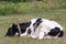 a young calf grazes in a clear meadow. Cow on a leash on a chain in an ecologically clean area. the calf is sleeping outside on