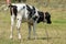 A young calf grazes in a clear meadow. A cow on a leash on the chain in an ecologically clean area. Domestic private cattle