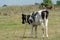 A young calf grazes in a clear meadow. A cow on a leash on the chain in an ecologically clean area. Domestic private cattle