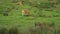 Young calf grazing in a field