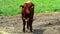 Young calf on the green pasture in Slovak countryside