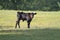 Young calf or heifer in spring pasture