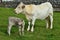 A young calf and its mother in Ireland