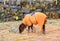 A Young Calf - Kid of Indian Domestic Cow Decorated with Orange Cloth Grazing in Field - Innocence and Cute