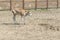 Young calf learn to walk. A cute calf stands in a wooden shed in the village and looks into the lens. A cow stands inside a ranch