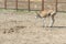 Young calf learn to walk. A cute calf stands in a wooden shed in the village and looks into the lens. A cow stands inside a ranch