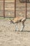 Young calf learn to walk. A cute calf stands in a wooden shed in the village and looks into the lens. A cow stands inside a ranch