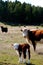 Young Calf with mother New Zealand farming