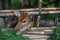 The young calf in the pen on the farming area of Ubud village, Island Bali, Indonesia. Close up