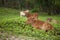 Young calf relaxing