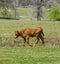 Young calf sad and lonely