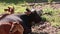 A young calf stands near the mother. Licks herself with her tongue. Funny calf.