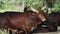 A young calf sucks the udder of a brown cow with big white horns against the background of a flock of animals. Feeding