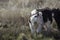 Young calf in tall grass, Rural countryside image with copy space.