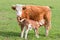 Young calf and your mutter