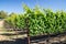 Young California Grapevines