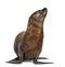 Young California Sea Lion