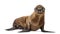 Young California Sea Lion