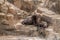 Young California sea lion pups playing on the rocks at Seaworld 1.