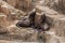 Young California sea lion pups playing on the rocks at Seaworld 3