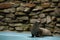 A young california sea lion is sitting on the edge of swimming pool