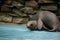 The young california sea lions are playing in the shallowly water