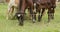 Young calves eat green grass