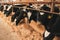 young calves on a farm while feeding