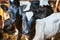 Young Calves in a farm stable