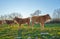 Young calves in the field at sunset