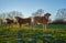 Young calves in the field at sunset