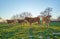 Young calves in the field at sunset