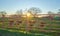 Young calves in the field at sunset