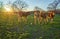 Young calves in the field at sunset